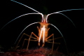   Redbanded cleaner shrimp spotlight better snootlight  